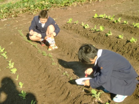 肥料をまいたよ（くきの小）